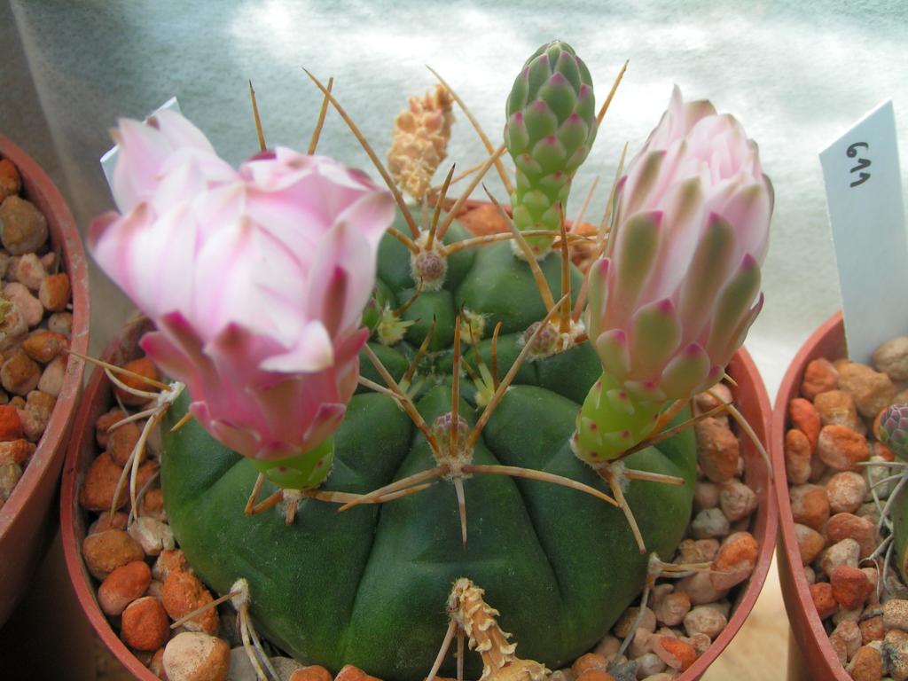 Gymnocalycium eurypleurum